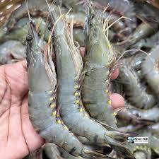 বড় চিংড়ি (Large Prawn/Shrimp)