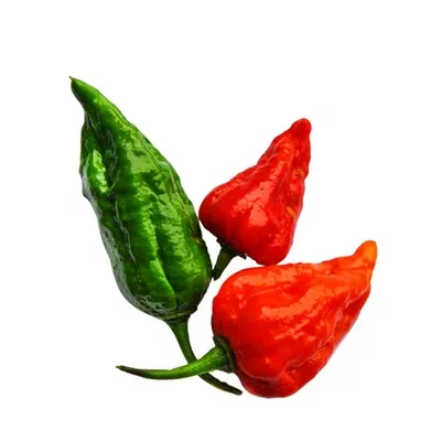 বোম্বাই মরিচ (Bombay Chilli)
