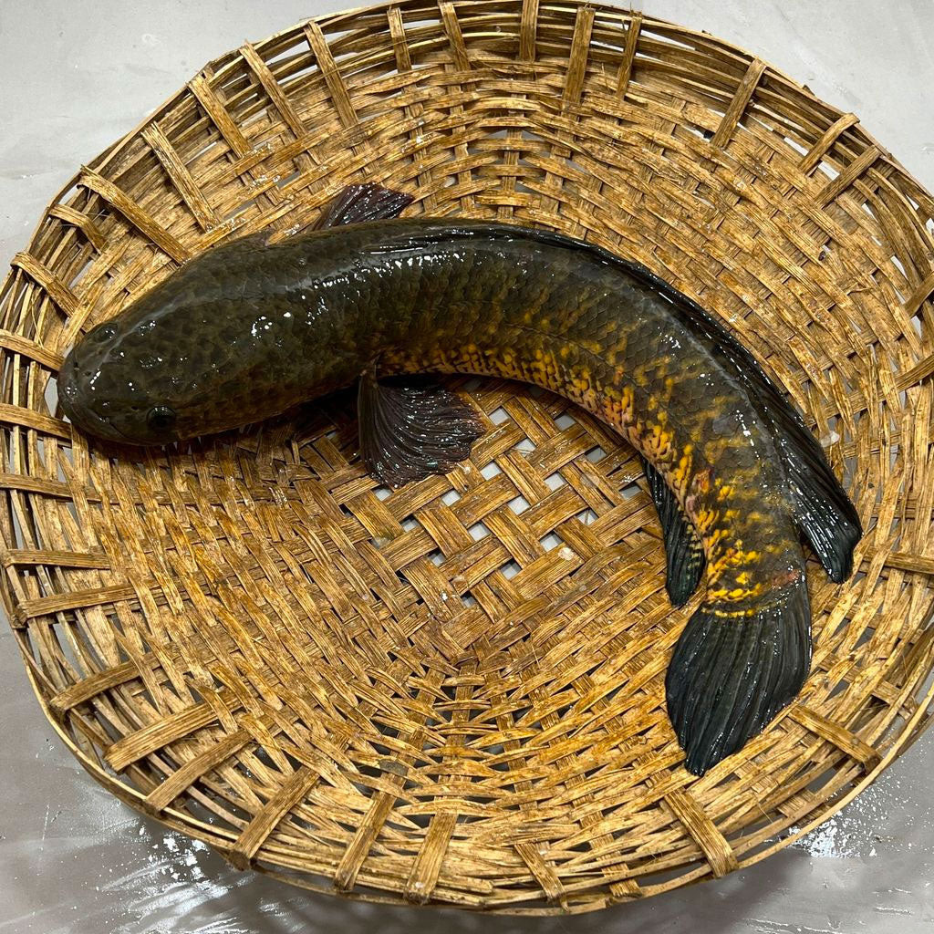 শোল মাছ (Shol Fish)